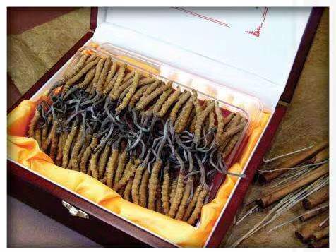 天安乡冬虫夏草回收